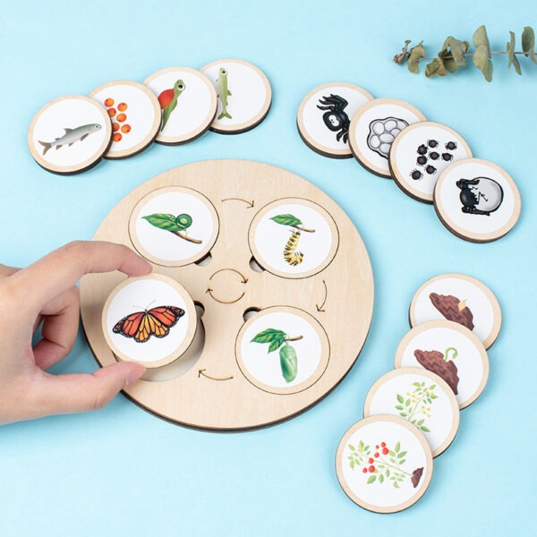 Montessori Life Cycle Learning Board Educational Toy