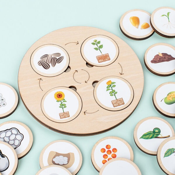 Montessori Life Cycle Learning Board Educational Toy