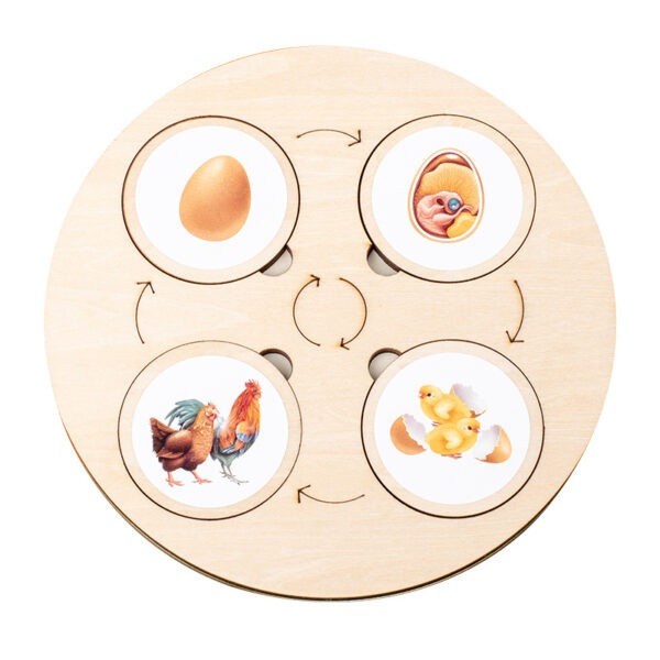 Montessori Life Cycle Learning Board Educational Toy