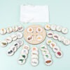 Montessori Life Cycle Learning Board Educational Toy