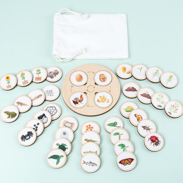 Montessori Life Cycle Learning Board Educational Toy
